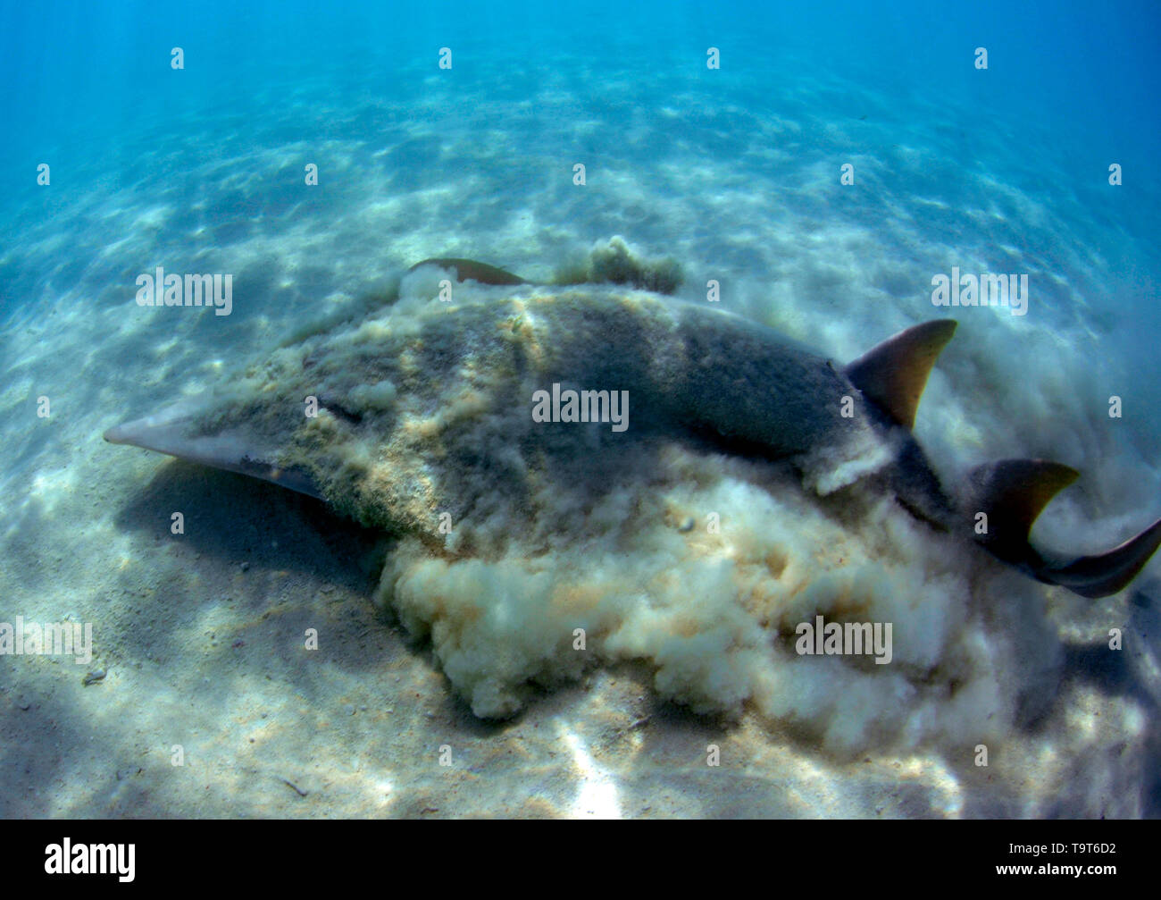 Giant shovel-nosed ray, Rhinobatos types, in shallow waters off Shark Bay, Heron Island, Great Barrier Reef, Queensland, Australia Stock Photo
