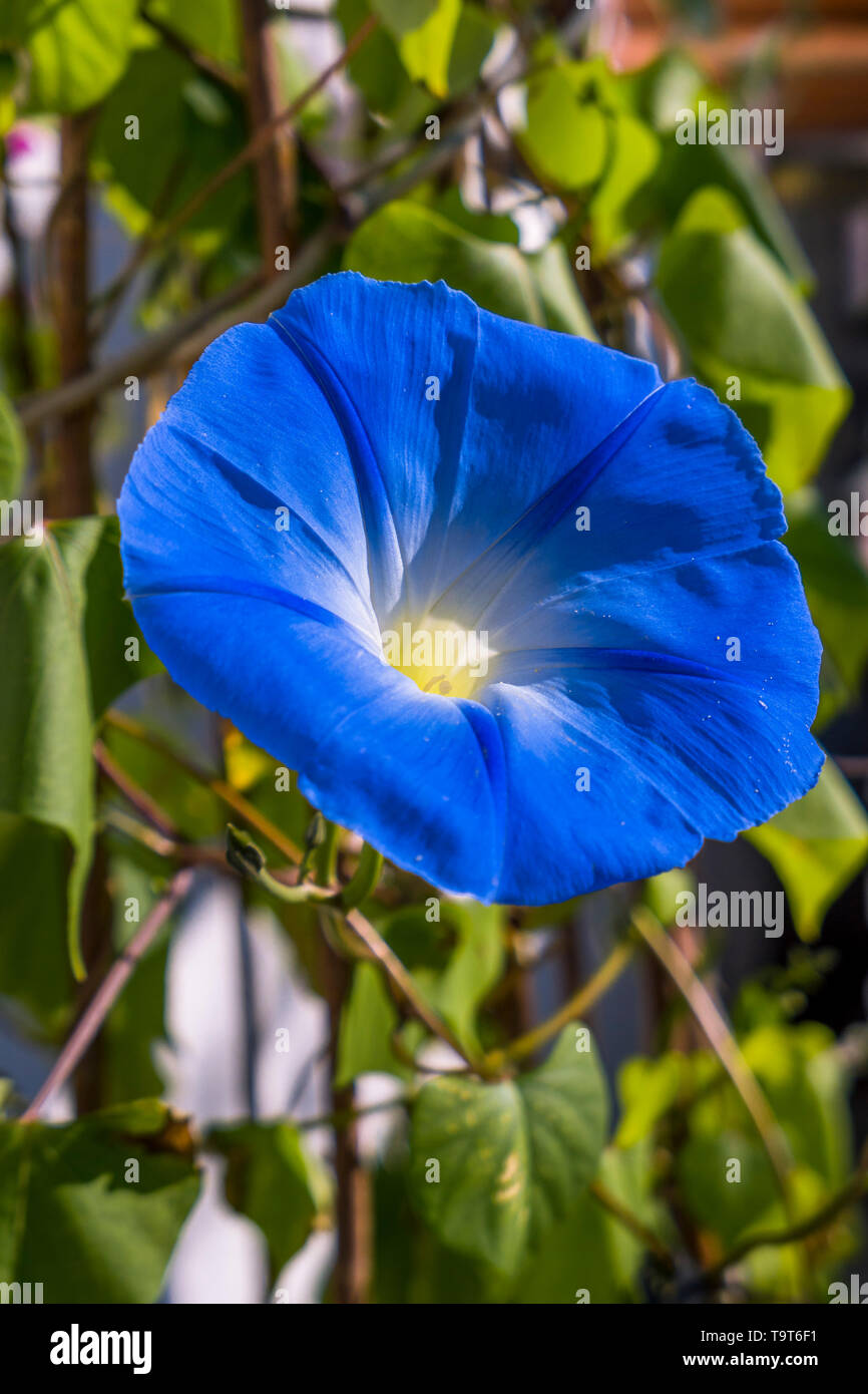 Blue splendour hoist Ipomoea Violacea, Blaue Prunkwinde Ipomoea Violacea Stock Photo