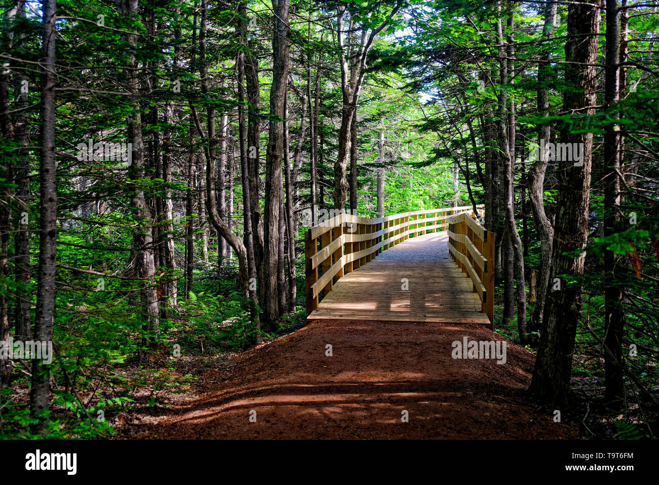 Prince edward island forest trail hires stock photography and images Alamy