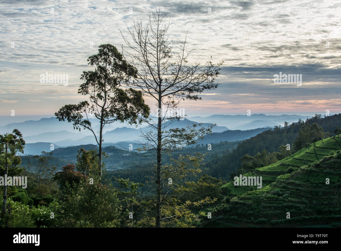 Sri Lanka trip, day 10: an early morning view from the Heritance Tea Factory Hotel, Nuwara Eliya. Stock Photo