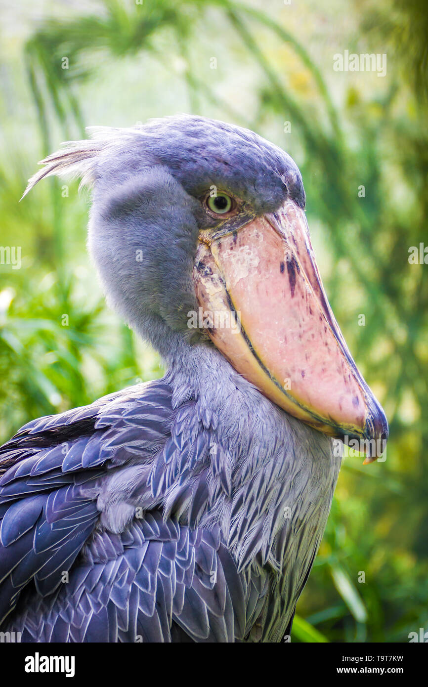 Balaeniceps rex flying hi-res stock photography and images - Alamy