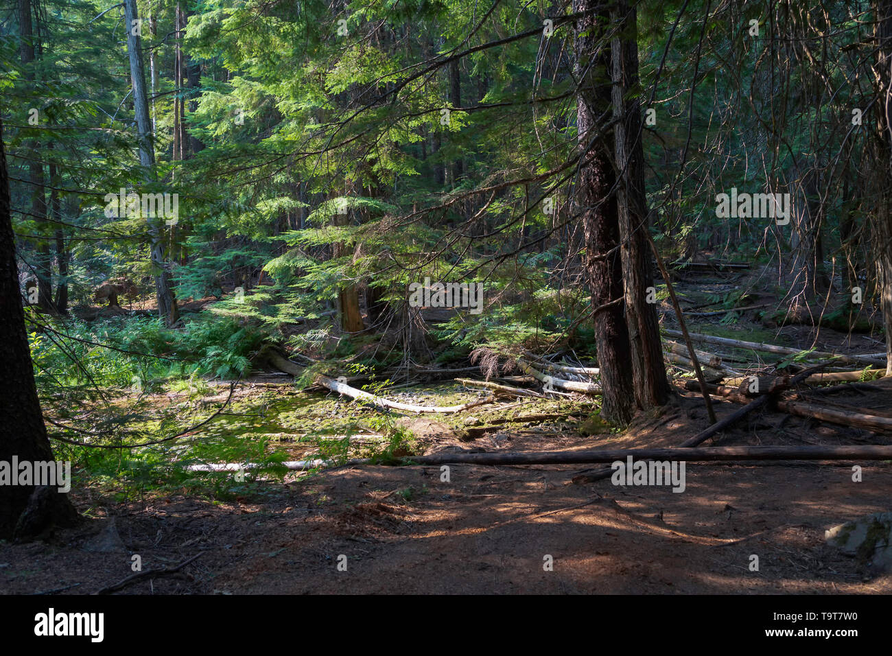 Ross Creek Cedars Stock Photo - Alamy