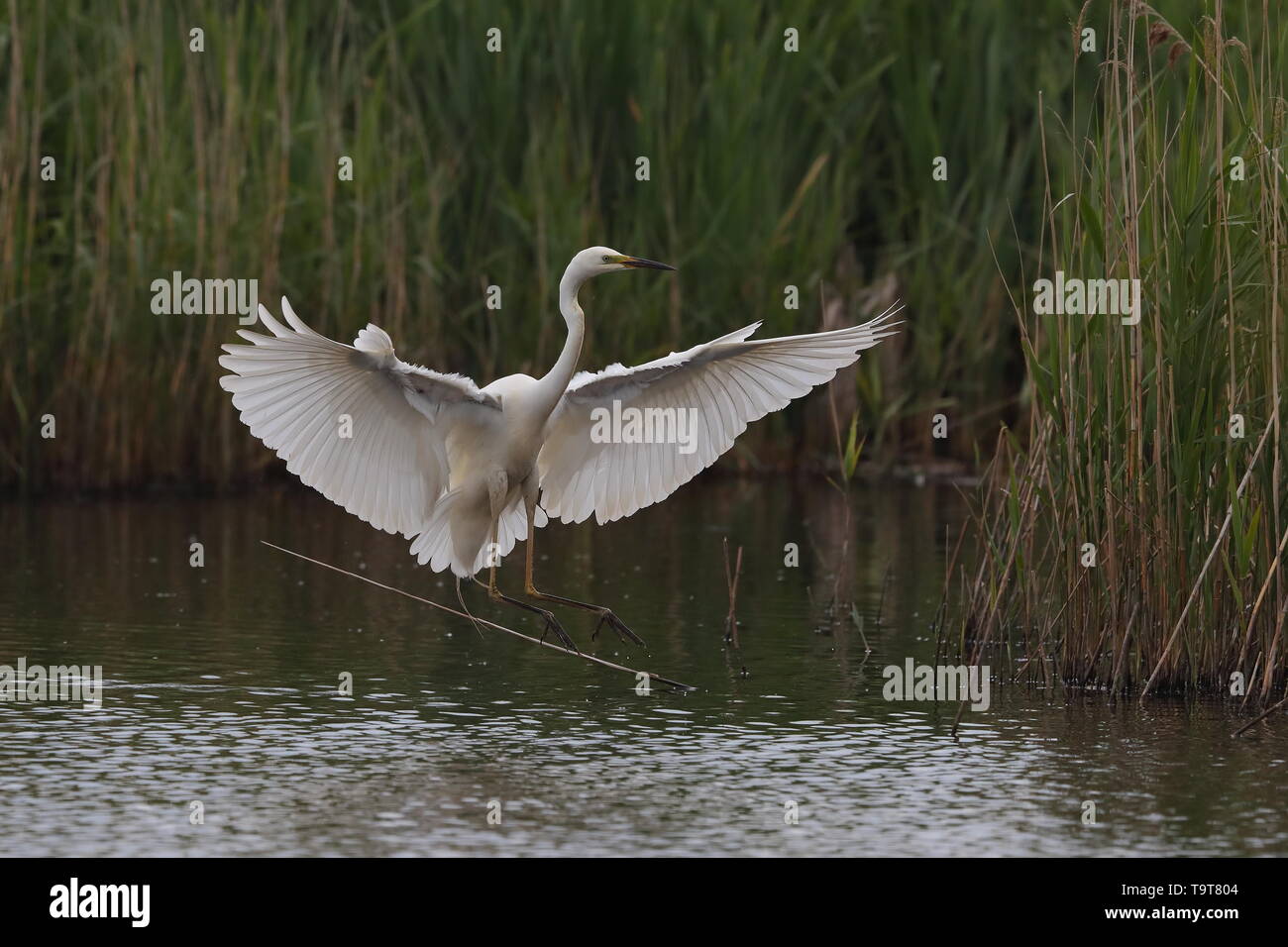 Great White Egret Stock Photo - Alamy