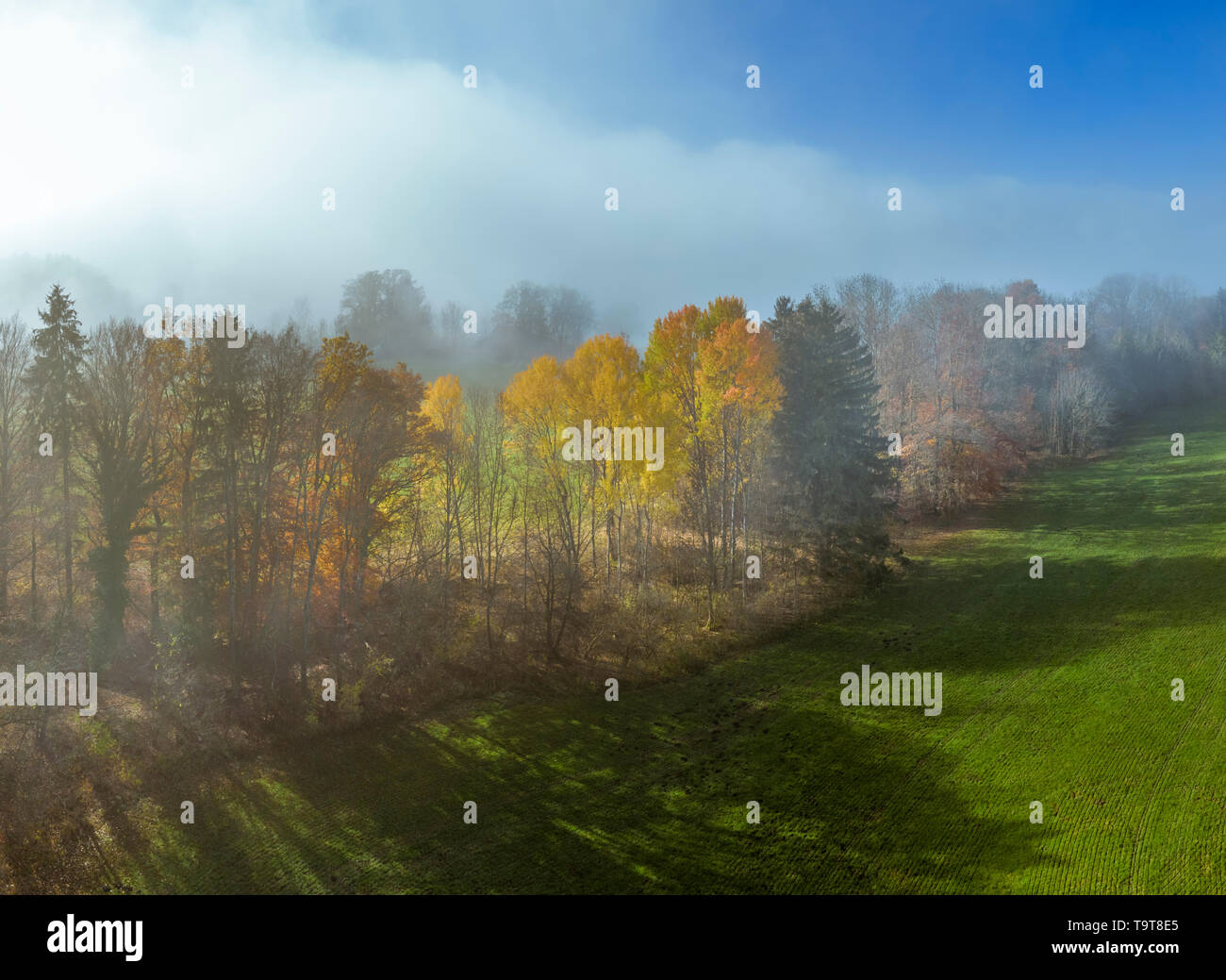 Trees on a meadow in the morning fog, Aidenried, Upper Bavaria, Bavaria, Germany, Europe, Bäume auf einer Wiese im Morgennebel, Oberbayern, Bayern, De Stock Photo
