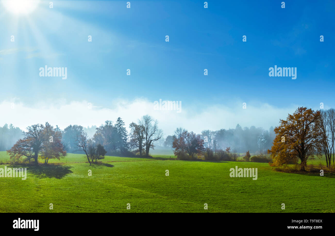 Trees on a meadow in the morning fog, Aidenried, Upper Bavaria, Bavaria, Germany, Europe, Bäume auf einer Wiese im Morgennebel, Oberbayern, Bayern, De Stock Photo