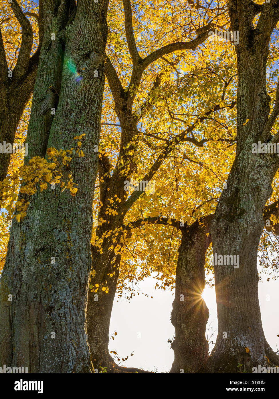 Lime-tree (Tilia) with autumn colouring and solar star, Dießen, Upper Bavaria, Bavaria, Germany, Europe, Linde (Tilia) mit Herbstfärbung und Sonnenste Stock Photo