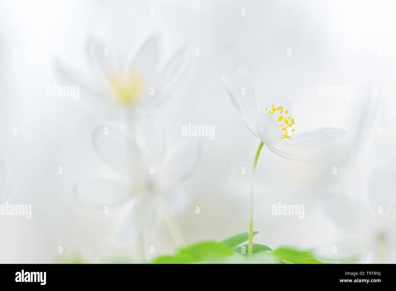 Early spring wild flowers, wood anemone. Flower background with copy space. Stock Photo