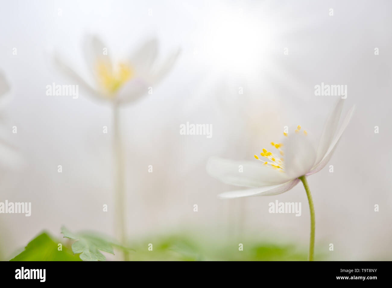 White wild flower, Anemone nemerosa or wood anemone. Soft focus image with blurred dreamy background. Stock Photo