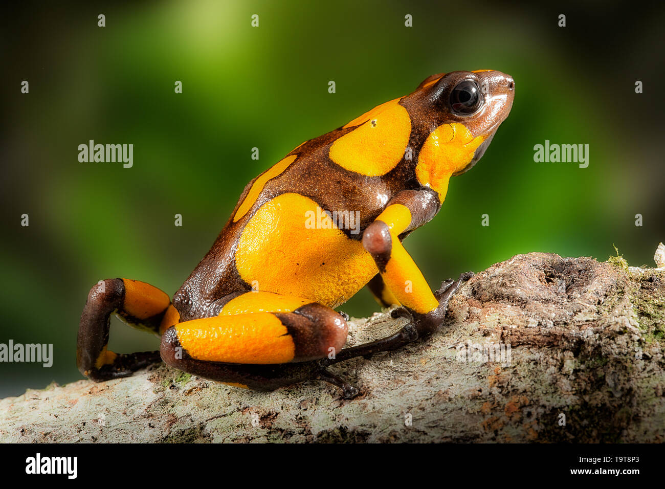 Poison dart frog, Oophaga histrionica. A small poisonous animal from the rain forest of Colombia. depicting bright yellow warning colors Stock Photo