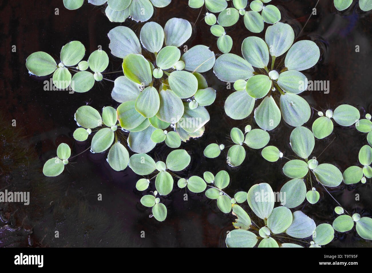 Water cabbage or water lettuce, Pistia stratiotes Stock Photo