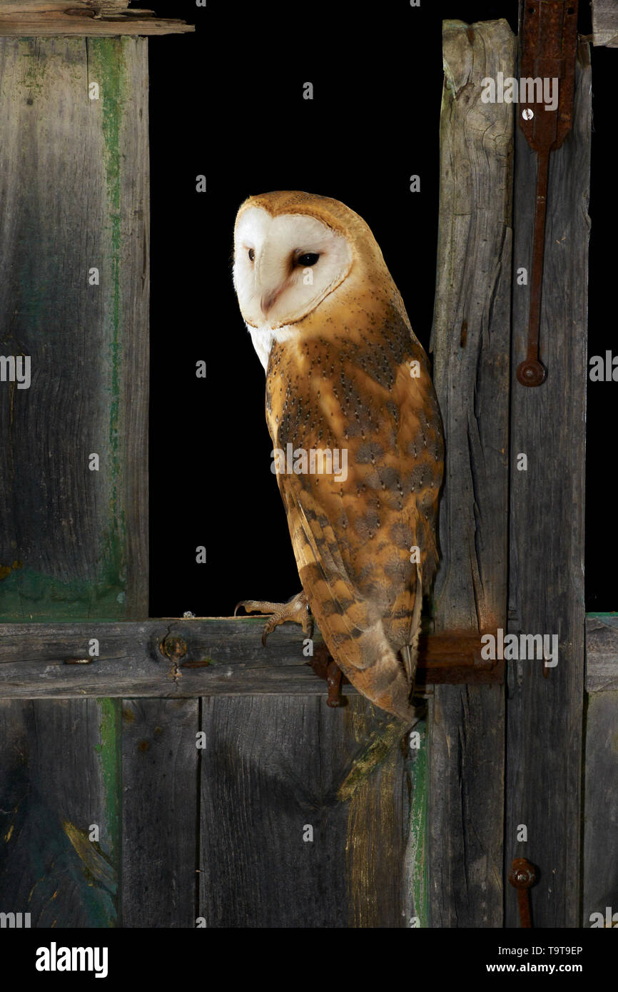 Field owl. Asio flammeus. Country owl on old wooden window. Spain. Europe Stock Photo