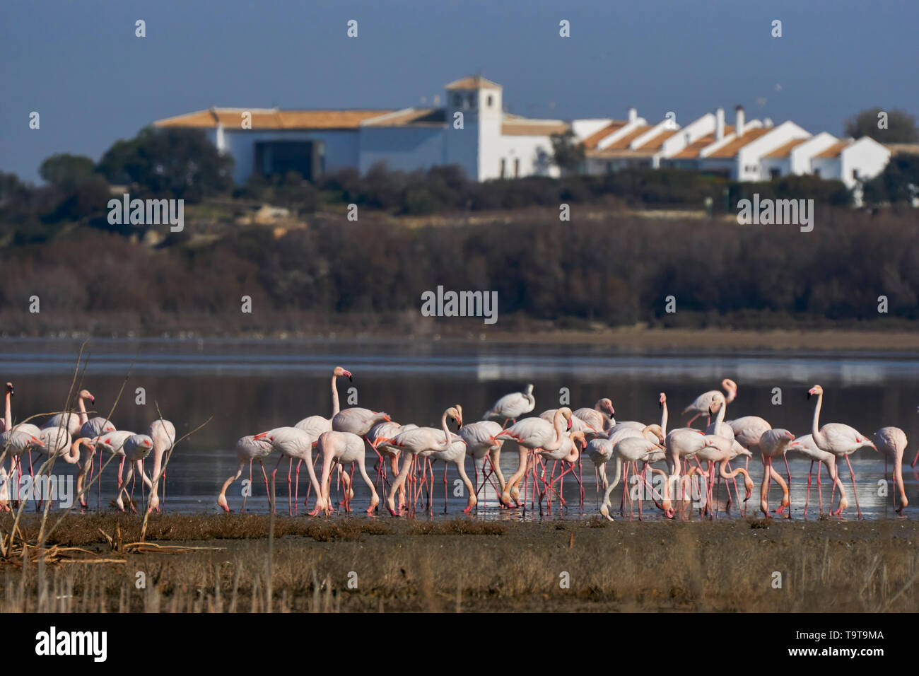 Group of common or pink flamingo (Phoenicopterus roseus) at the Visitor Center of the Fuente de Piedra lagoon, Malaga. Spain Stock Photo