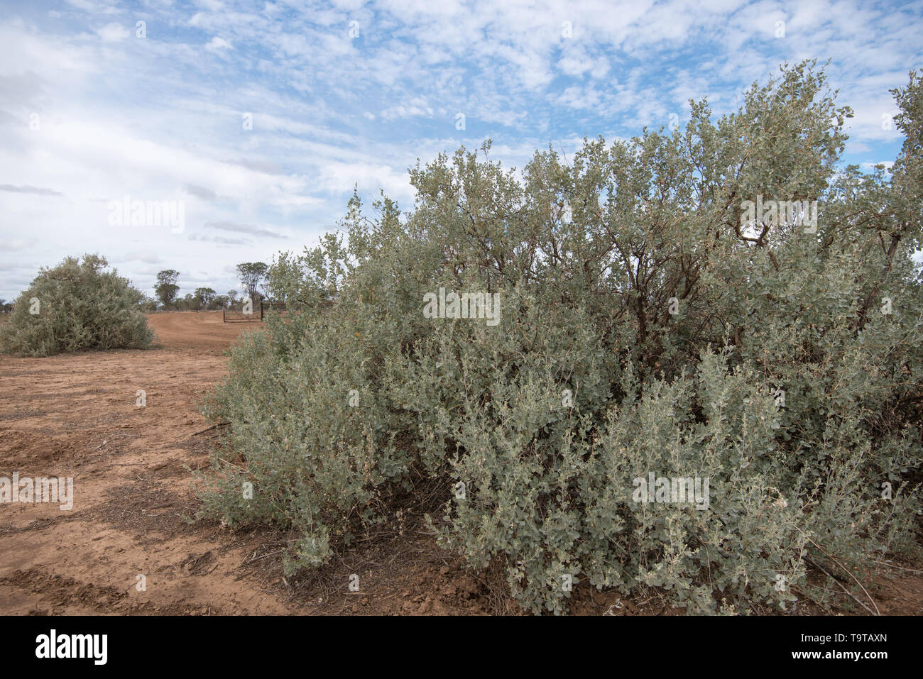 Old Man Salt Bush (Atriplex nummularia) a native Australian shrub that  thriving in arid and semi-arid inland regions and grown here to feed  livestock Stock Photo - Alamy