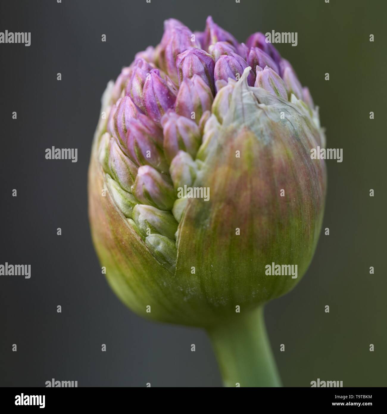 Close up macro view of vibrant purple allium flower bud located in garden in Indianapolis, Indiana Stock Photo