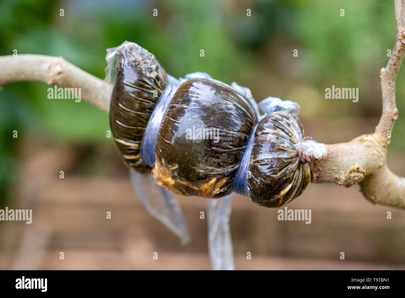 Grafting plant with plastic bag covered on branch in garden Stock Photo -  Alamy