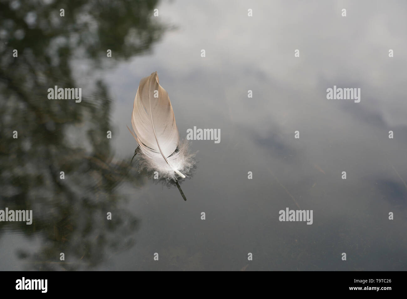A single feather floating on water Stock Photo Alamy