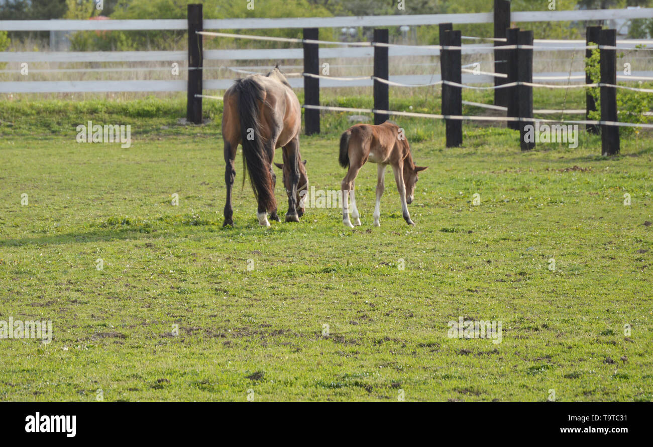 Mare and foal on a pasture, back side Stock Photo