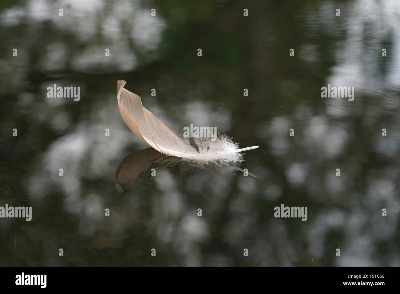 Feather Floating On Water High Resolution Stock Photography and Images Alamy