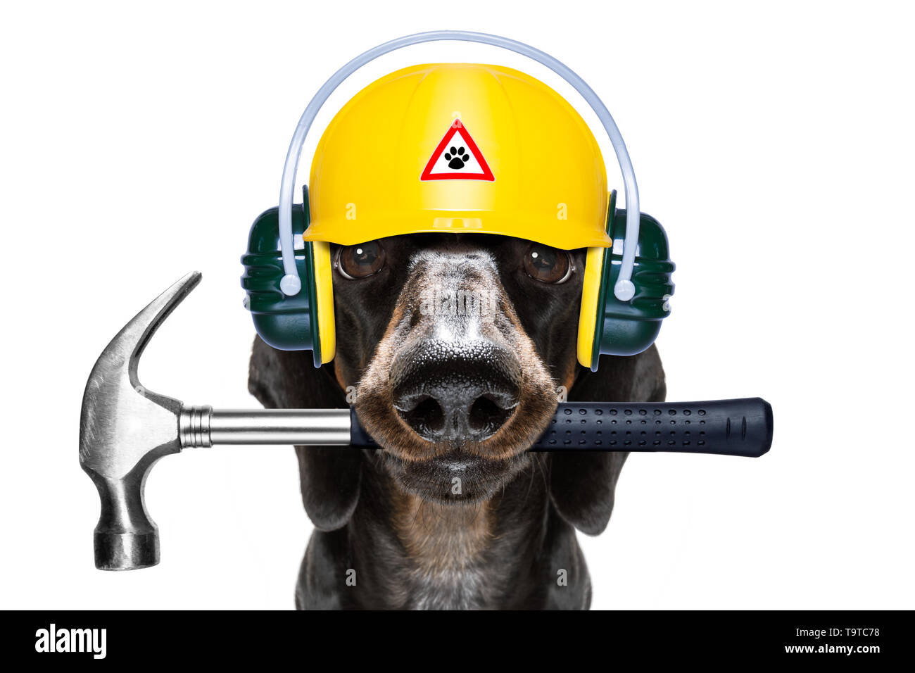 Dachshund helmet cheap