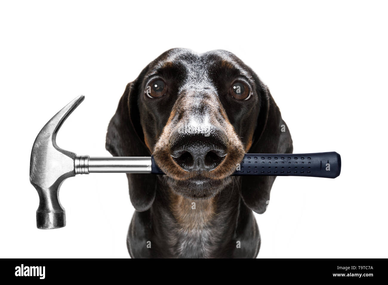 handyman sausage dachshund dog worker with helmet and hammer in mouth,  ready to repair, fix everything at home, isolated on white background Stock  Photo - Alamy