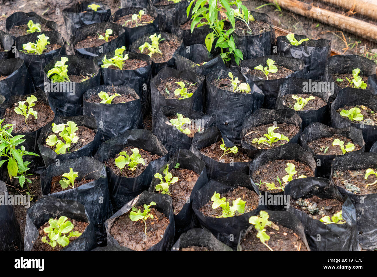 Download Grow Bag Lettuce High Resolution Stock Photography And Images Alamy PSD Mockup Templates