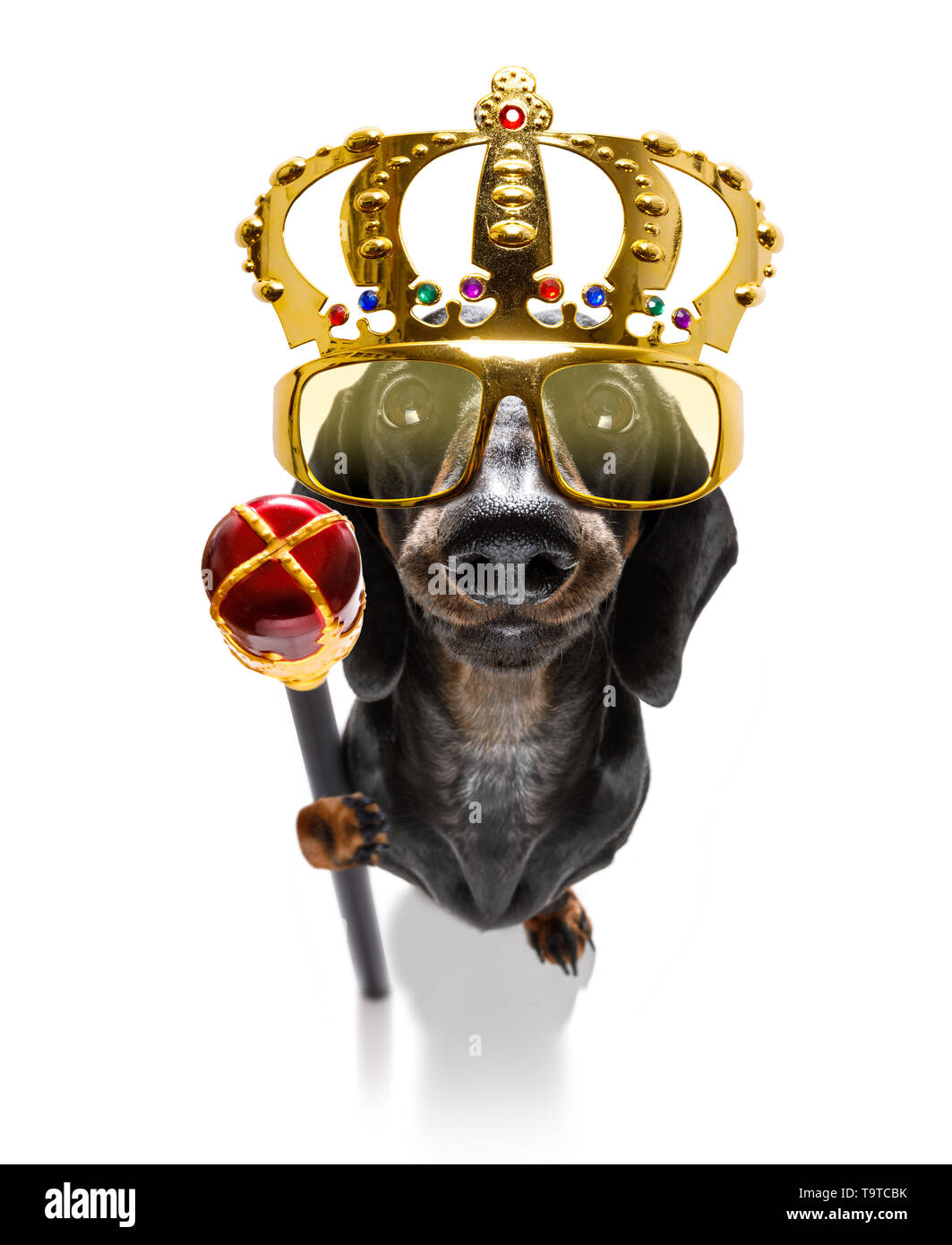 King dachshund hotsell