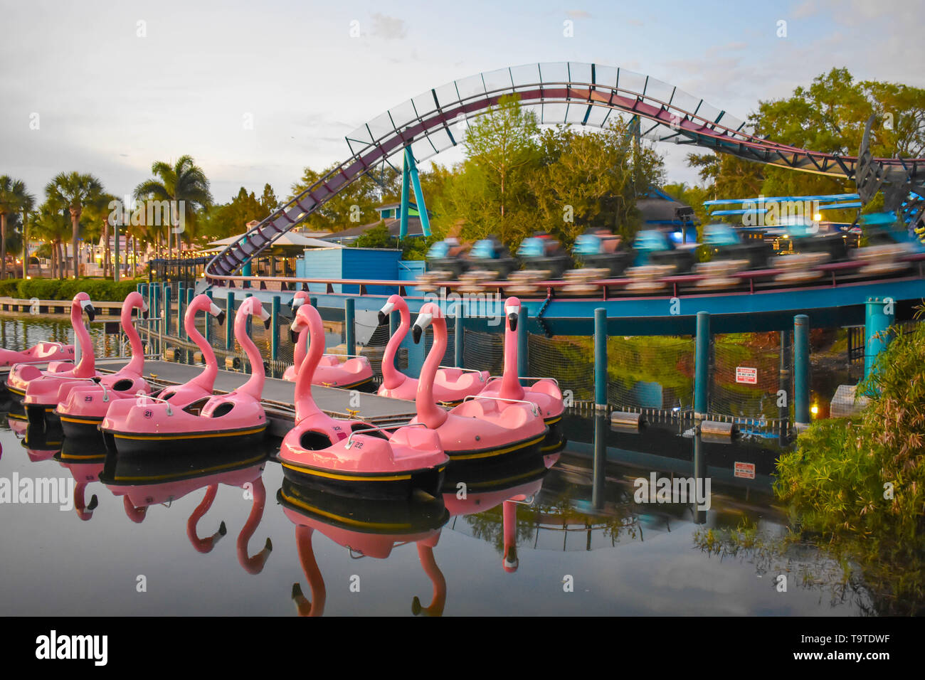 Orlando, Florida. March 09 2019.  Flamingo's paddle boat and Mako rollercoaster at Seaworld in International Drive area. Stock Photo