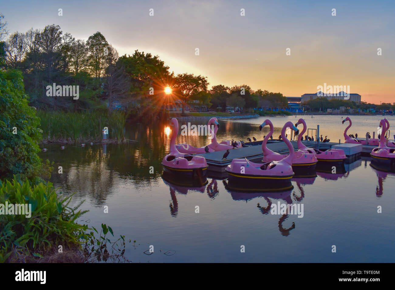 Orlando, Florida. March 09 2019. Flamingo’s Paddle boat on colorful