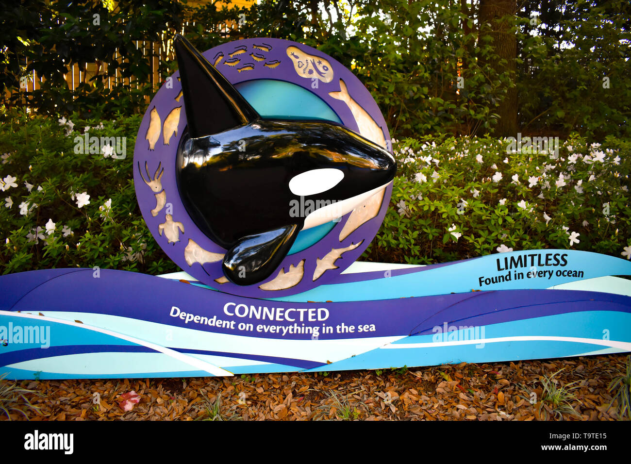 Orlando, Florida. March 09 2019. Killer Whale sign at Seaworld in International Drive area . Stock Photo