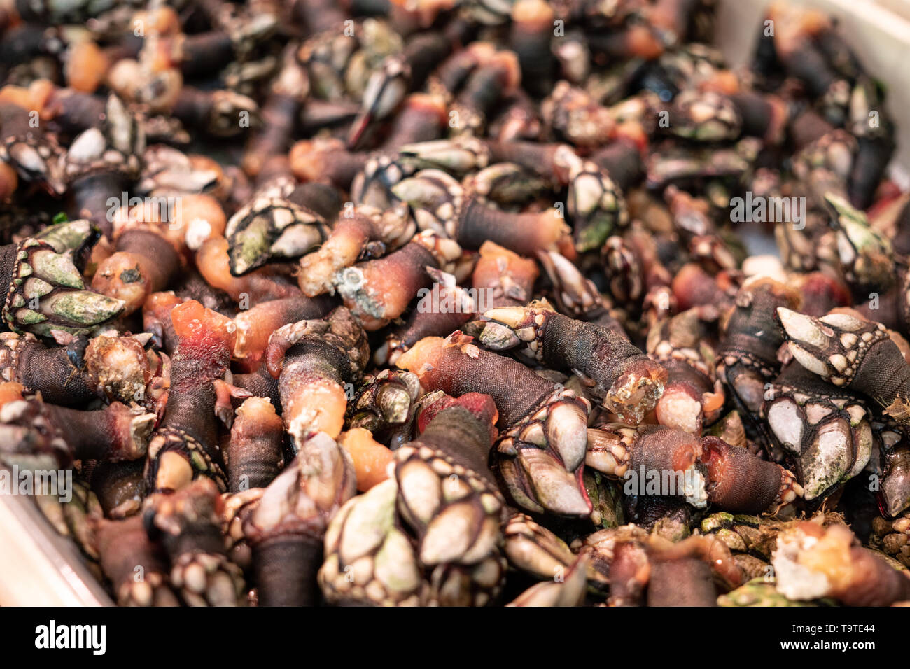 Pollicipes Cornucopia High Resolution Stock Photography and Images - Alamy
