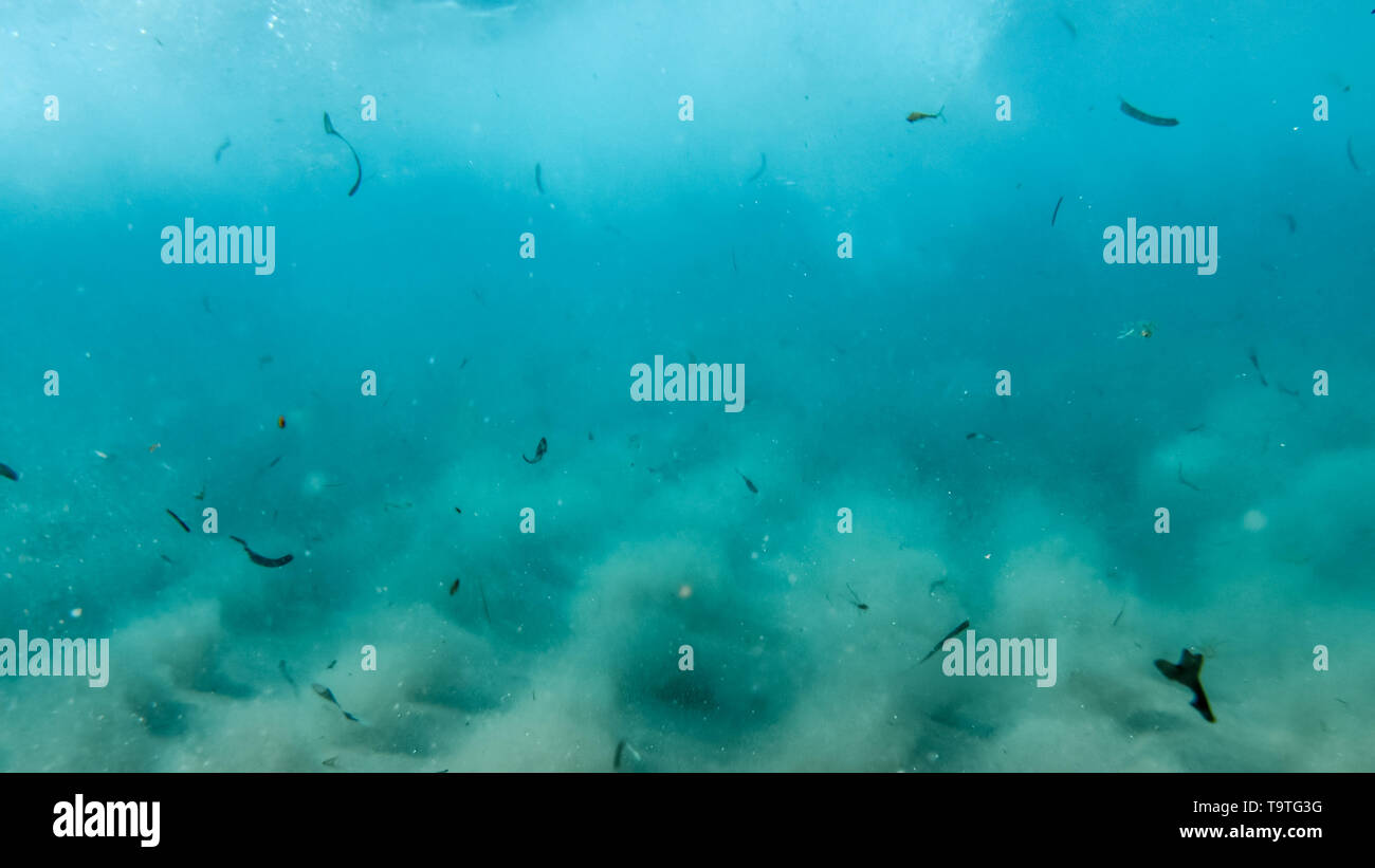 Underwater image of sandy sea bottom with corals and sea weeds Stock ...