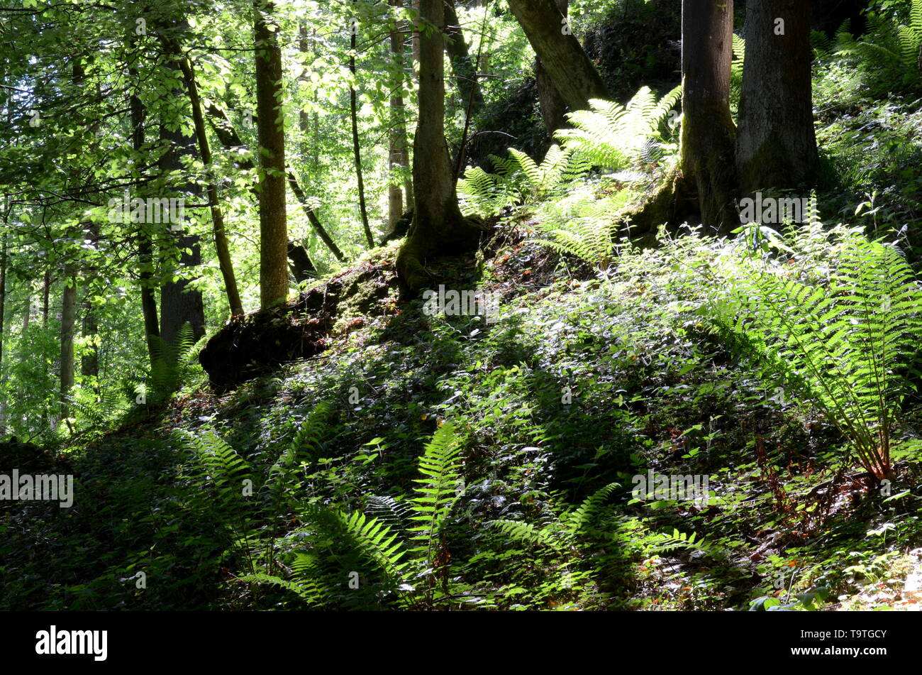Trees and ferns in the valley of the river Grosse Muehl near Neufelden, Austria Stock Photo