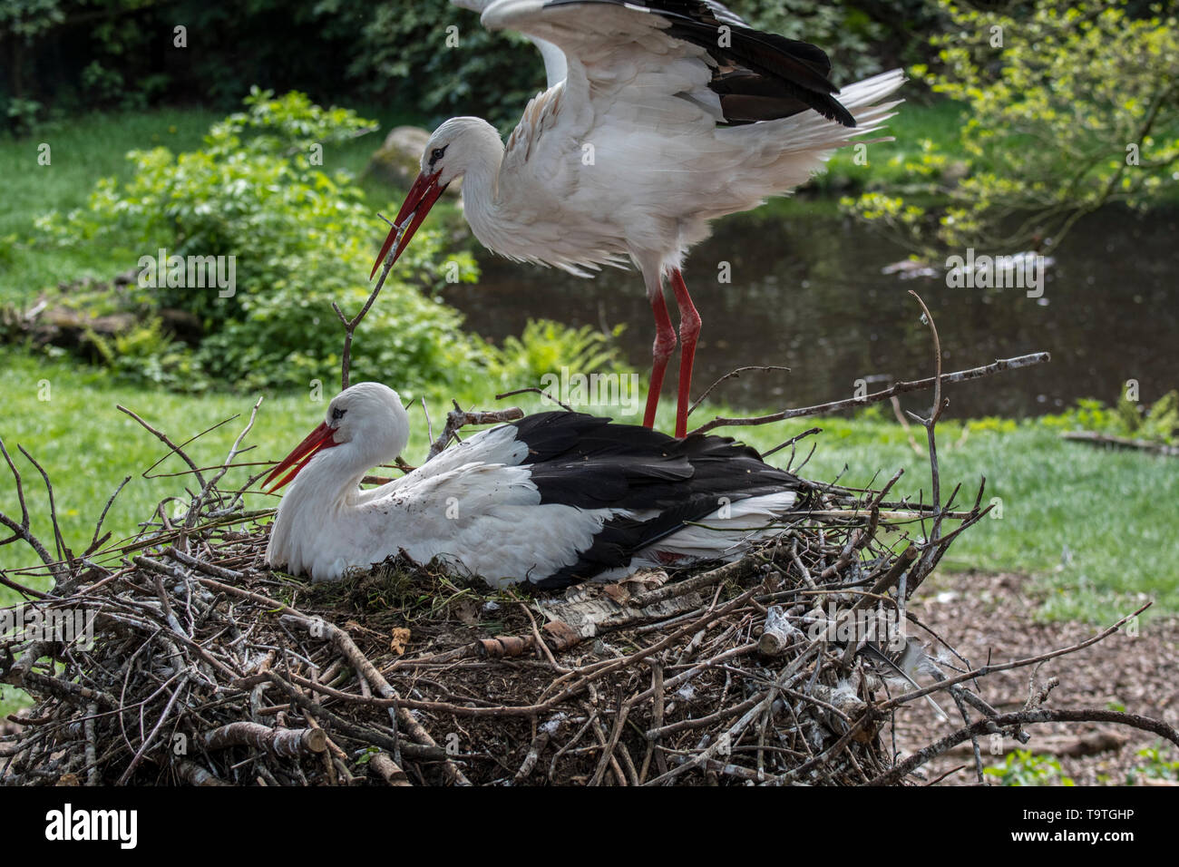 White stork (Ciconia ciconia) male bringing branch for nest building to nesting female in spring Stock Photo