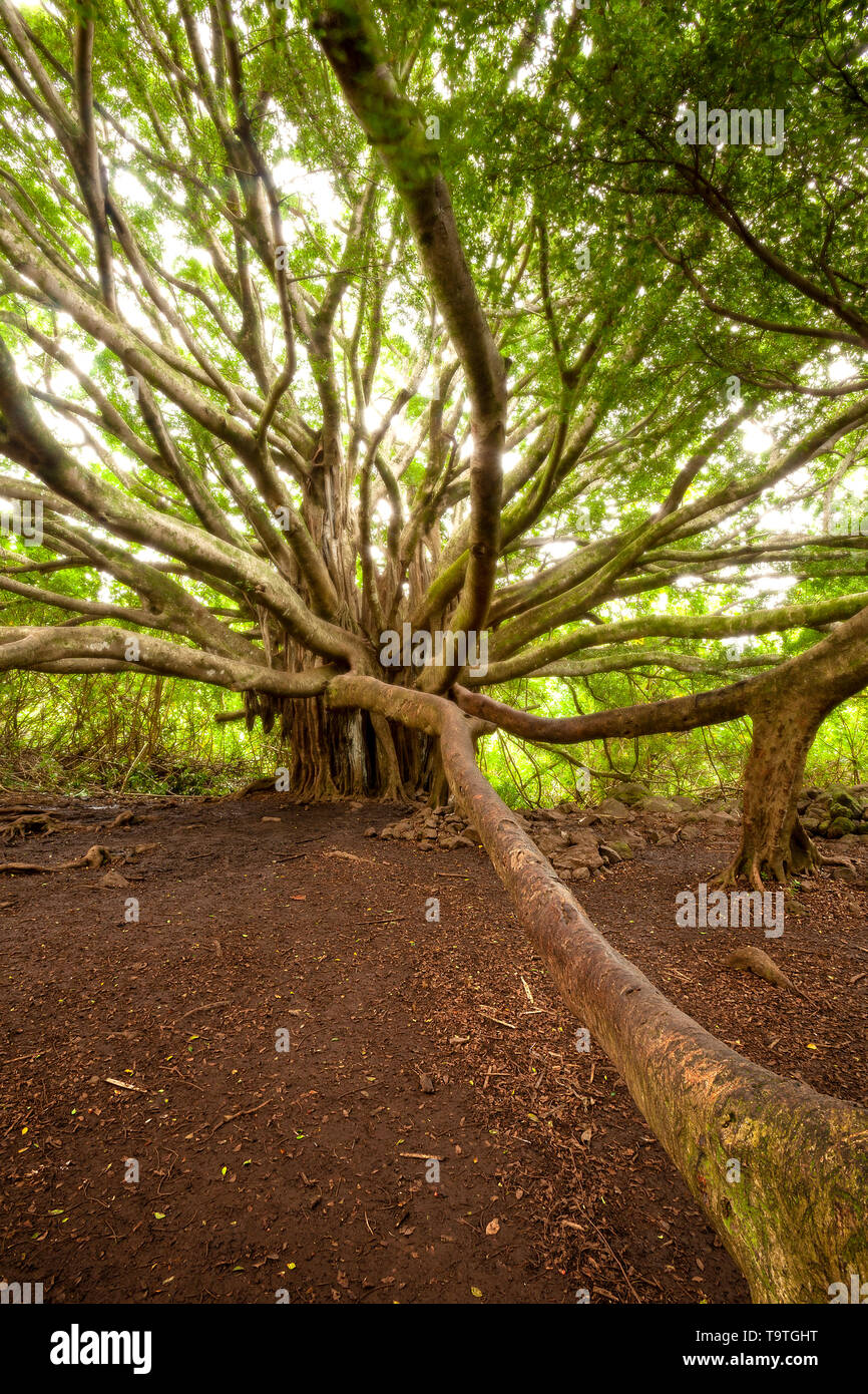 Banyan Tree, Maui, Hawaii, USA Stock Photo Alamy