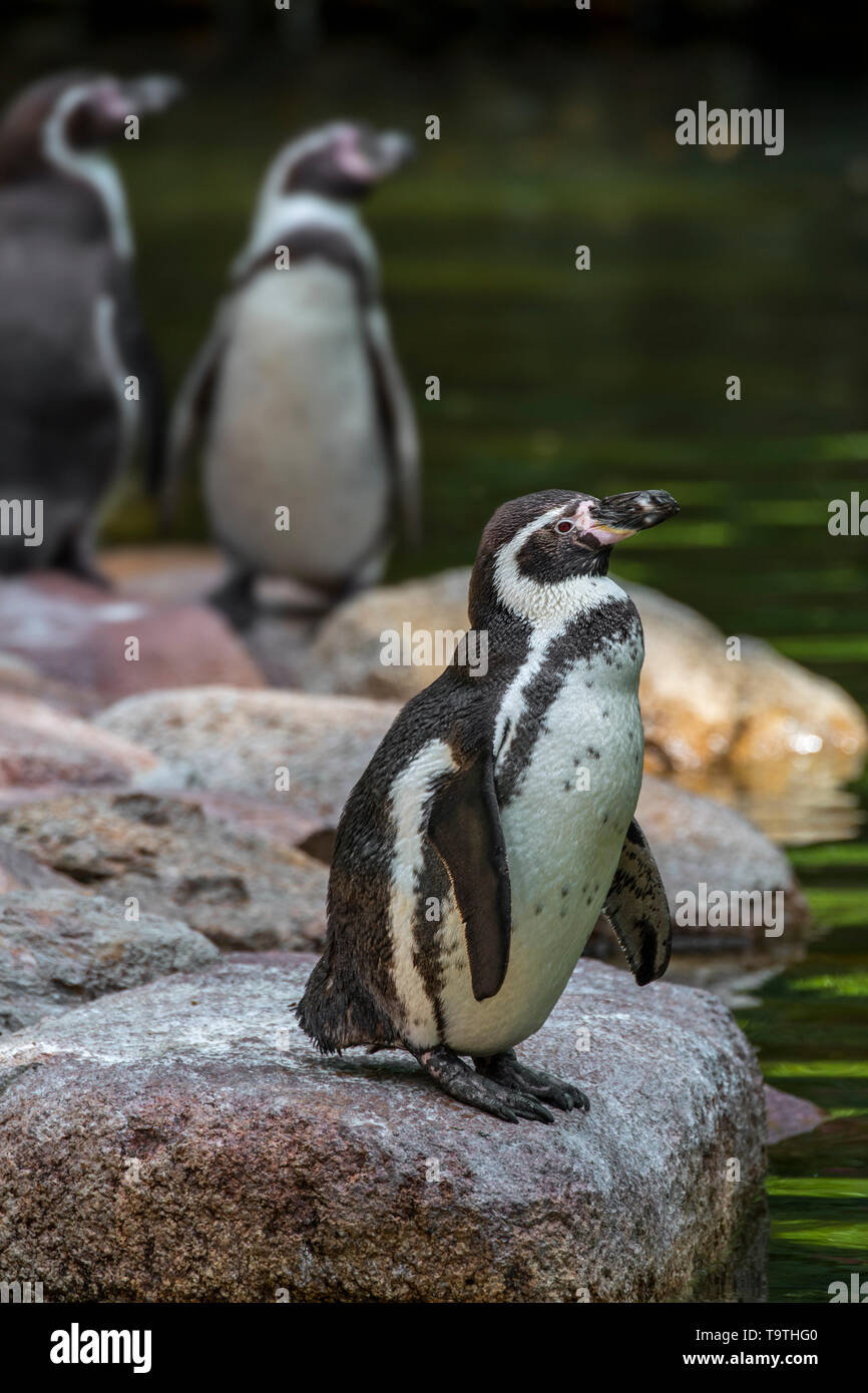 Humboldt penguins (Spheniscus humboldti) on rocky beach, South American penguin native to North Chile Stock Photo