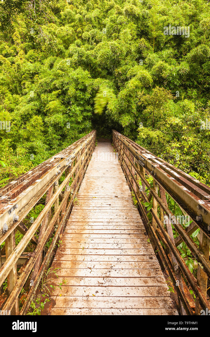 Bridge over stream into Bamboo forest, Haleakala National Park, Maui, Hawaii, USA Stock Photo