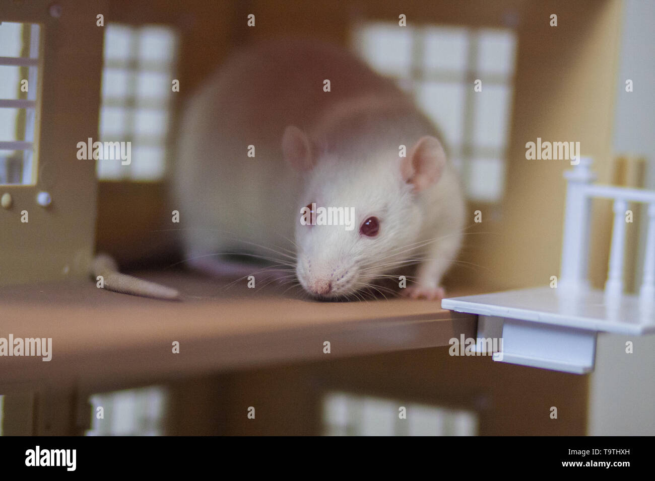 buy white mouse