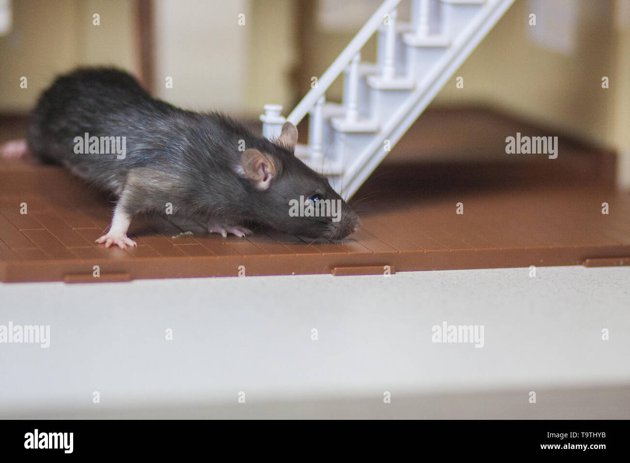 Mousegray hires stock photography and images Alamy