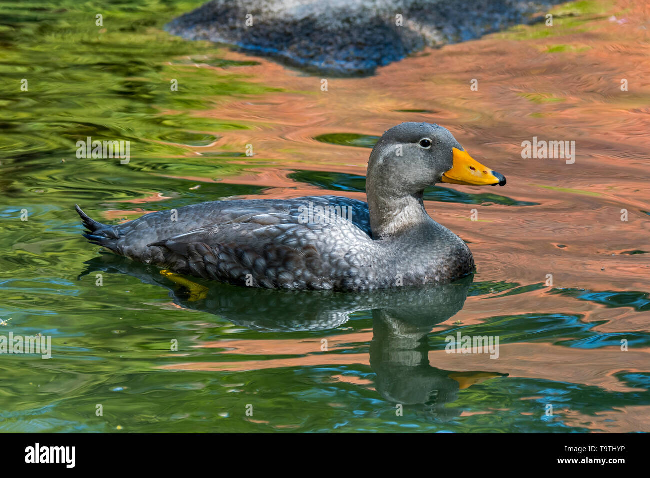 Swimming Fuegian steamer duck / Magellanic flightless steamer duck