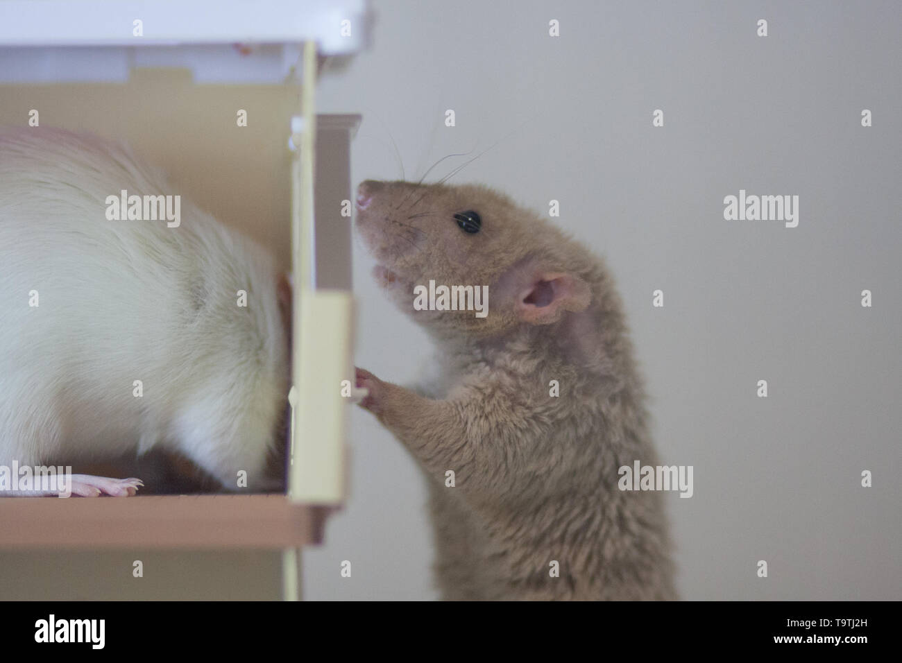 Hidden mouse