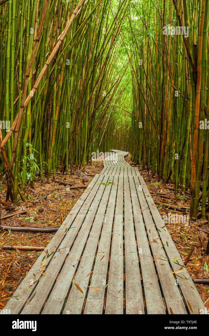 Boardwalk Through Bamboo Forest Maui Hawaii Usa Stock Photo Alamy