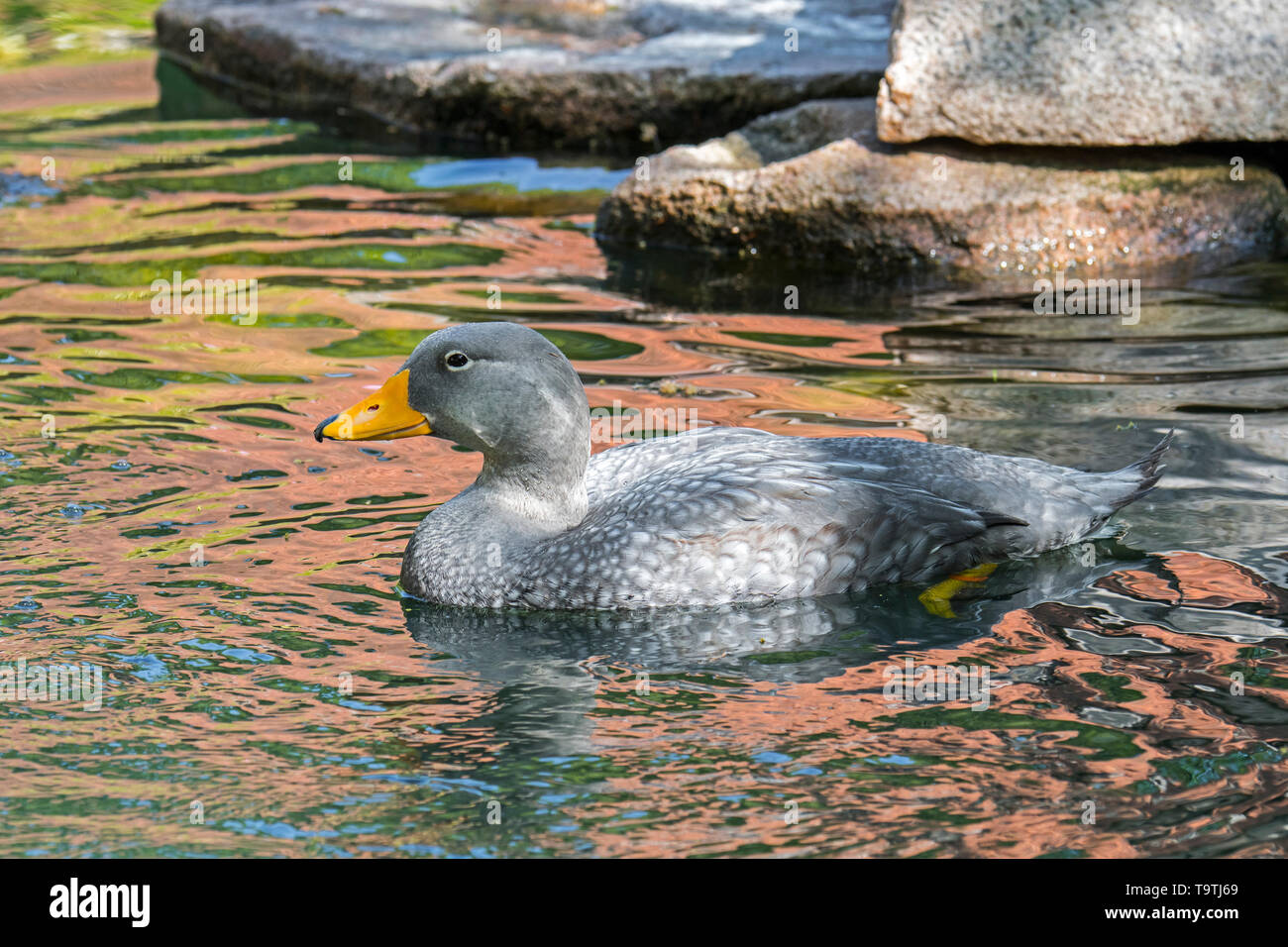 Swimming Fuegian steamer duck / Magellanic flightless steamer duck