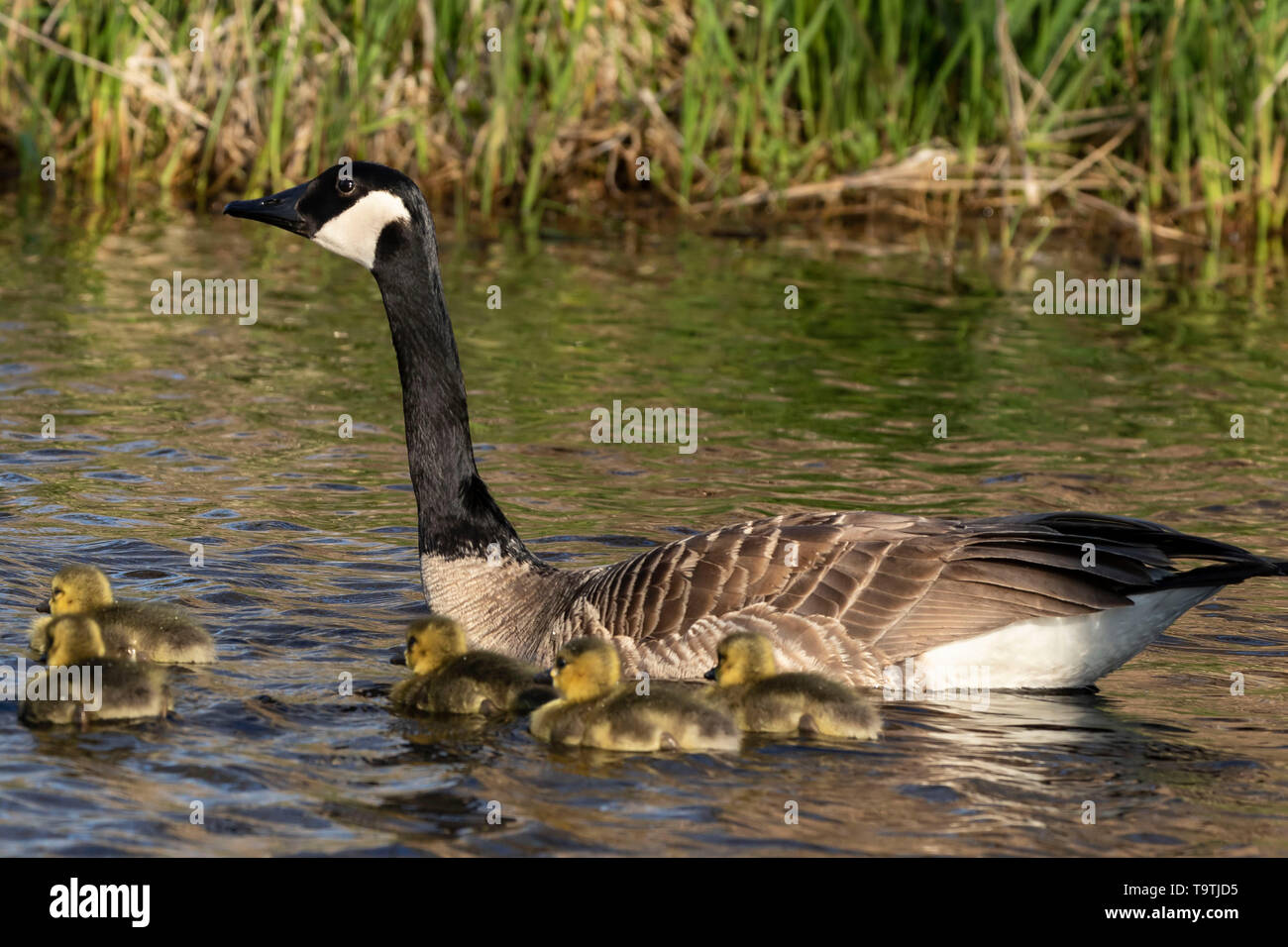 Canada geese swimming with thier goslings on the river.Nature scene ...