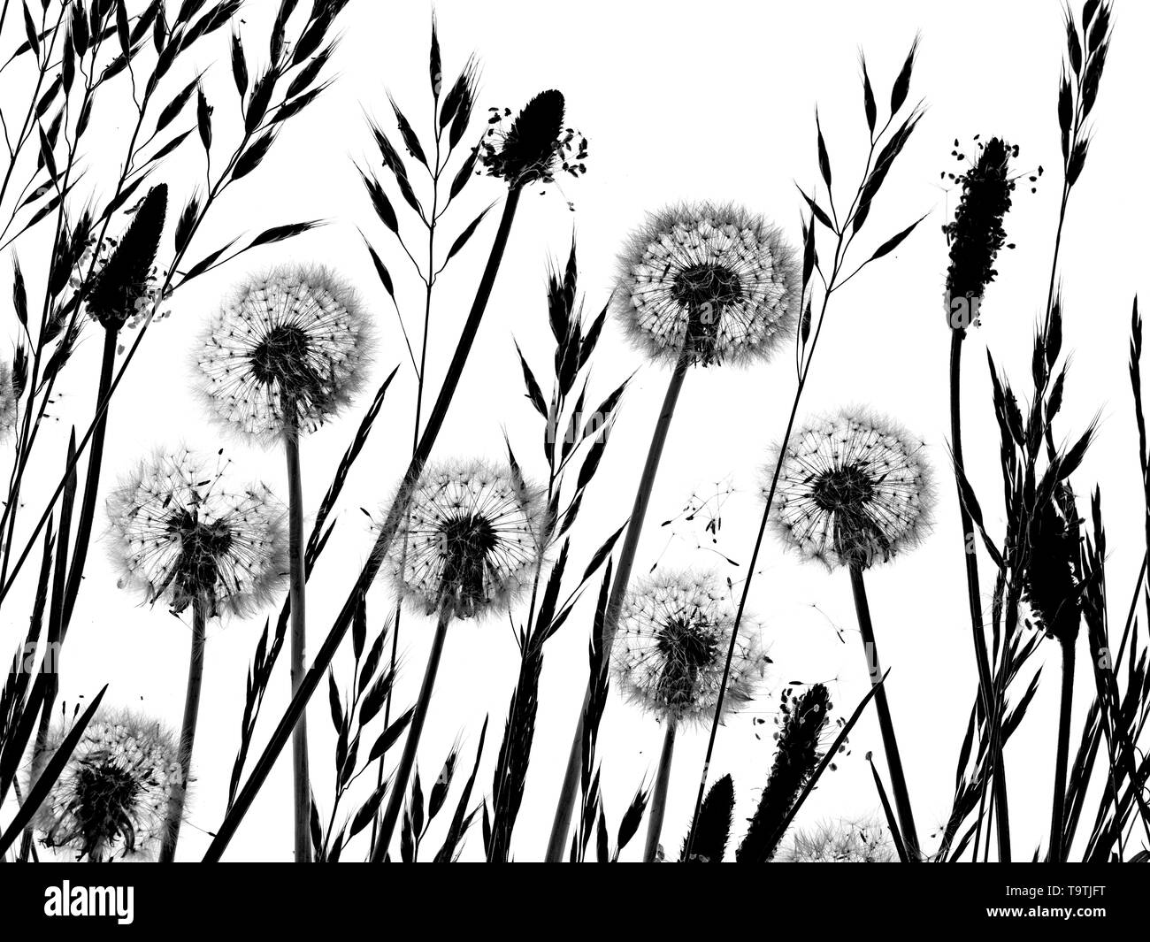 Dandelion field Black and White Stock Photos & Images - Alamy