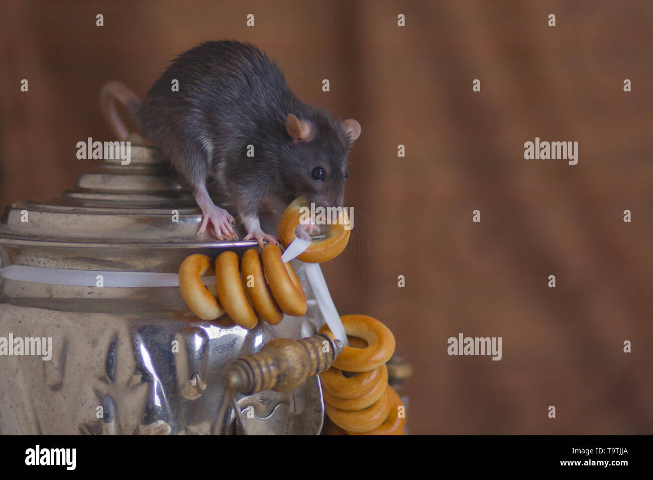 крыса ворует