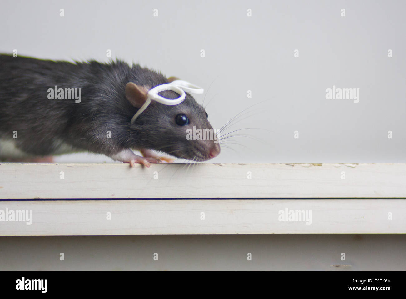 Зрение мыши. Перевёрнутая мышь. Зрение мышей. Серая мышка на столе.