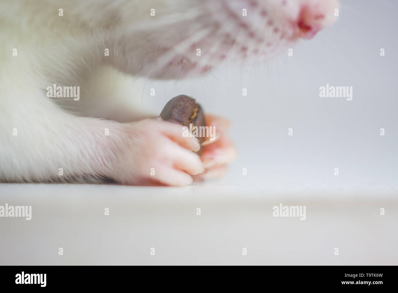The concept of flavor. Rat holding a coffee bean. A mouse with a coffee in  his paws Stock Photo - Alamy
