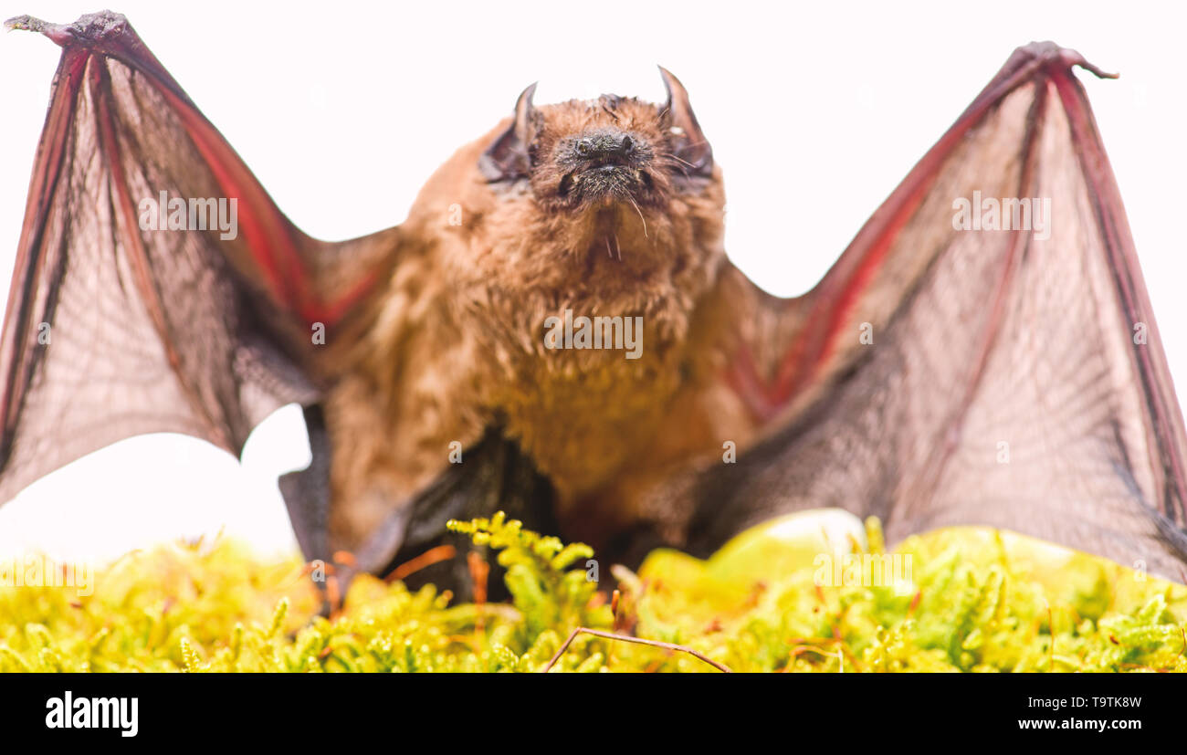 Mammals naturally capable of true and sustained flight. Bat emit ultrasonic  sound to produce echo. Bat detector. Ugly bat. Dummy of wild bat on grass  Stock Photo - Alamy