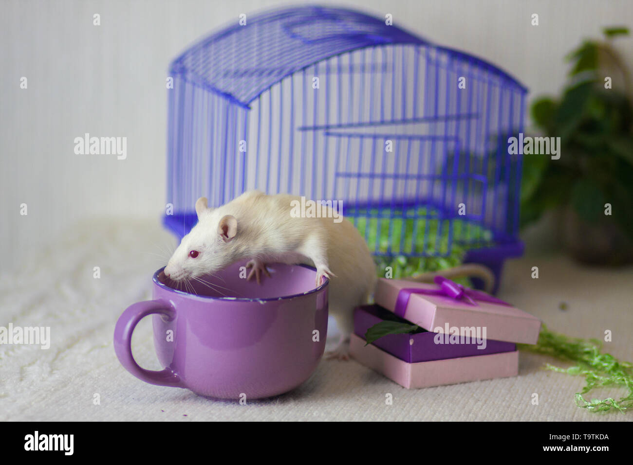 Pet rat cage hi res stock photography and images Page 16 Alamy