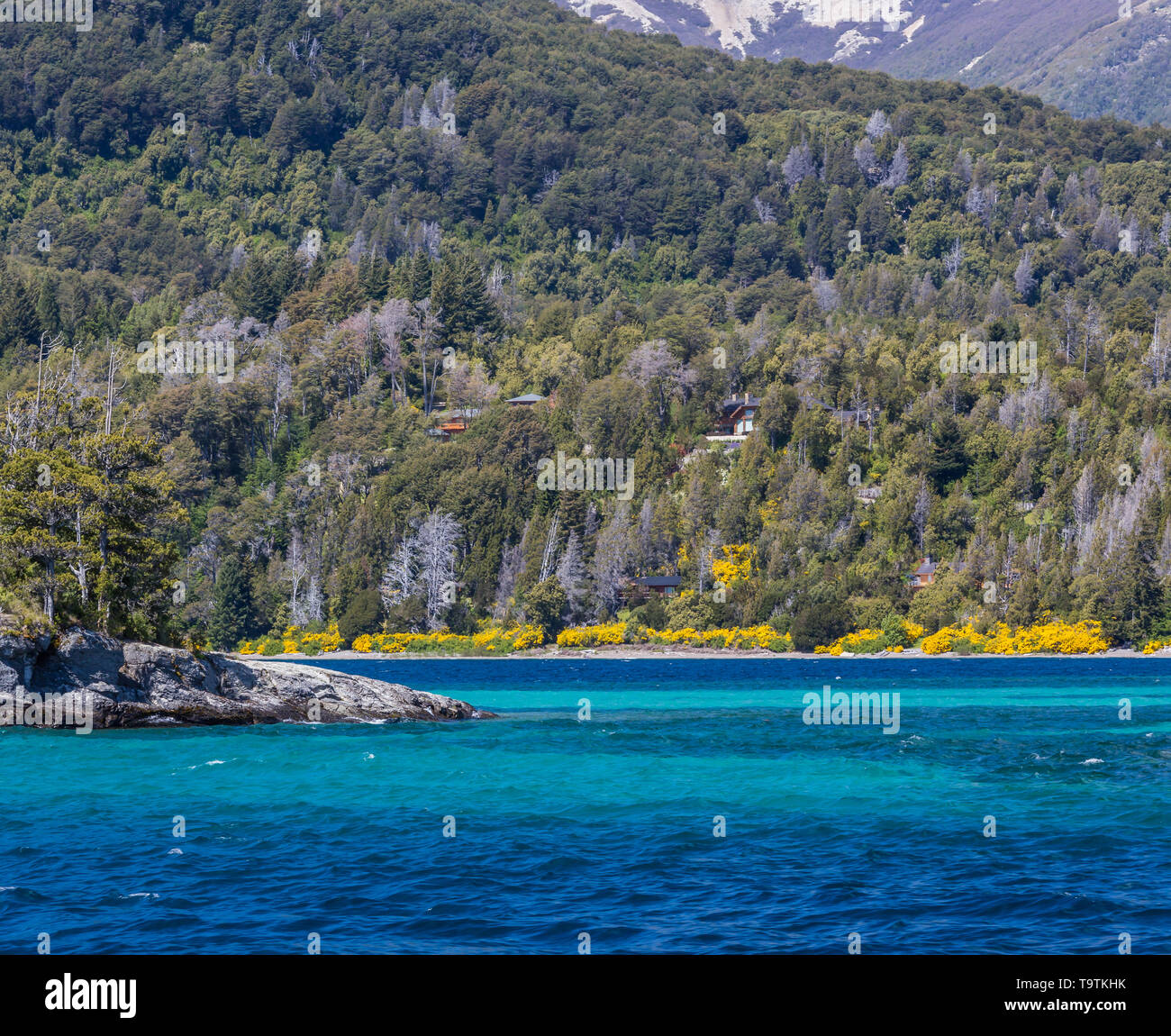 Arrayanes Forest with bright yellow flowers on shoreline Stock Photo ...